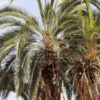 Phoenix Reclinata (Senegal Date Palm)