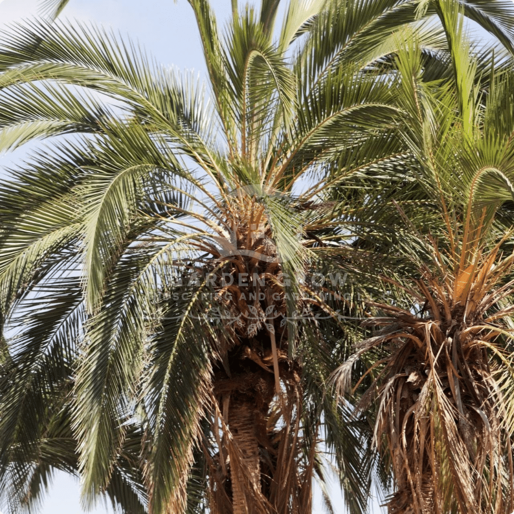 Phoenix Reclinata (Senegal Date Palm)
