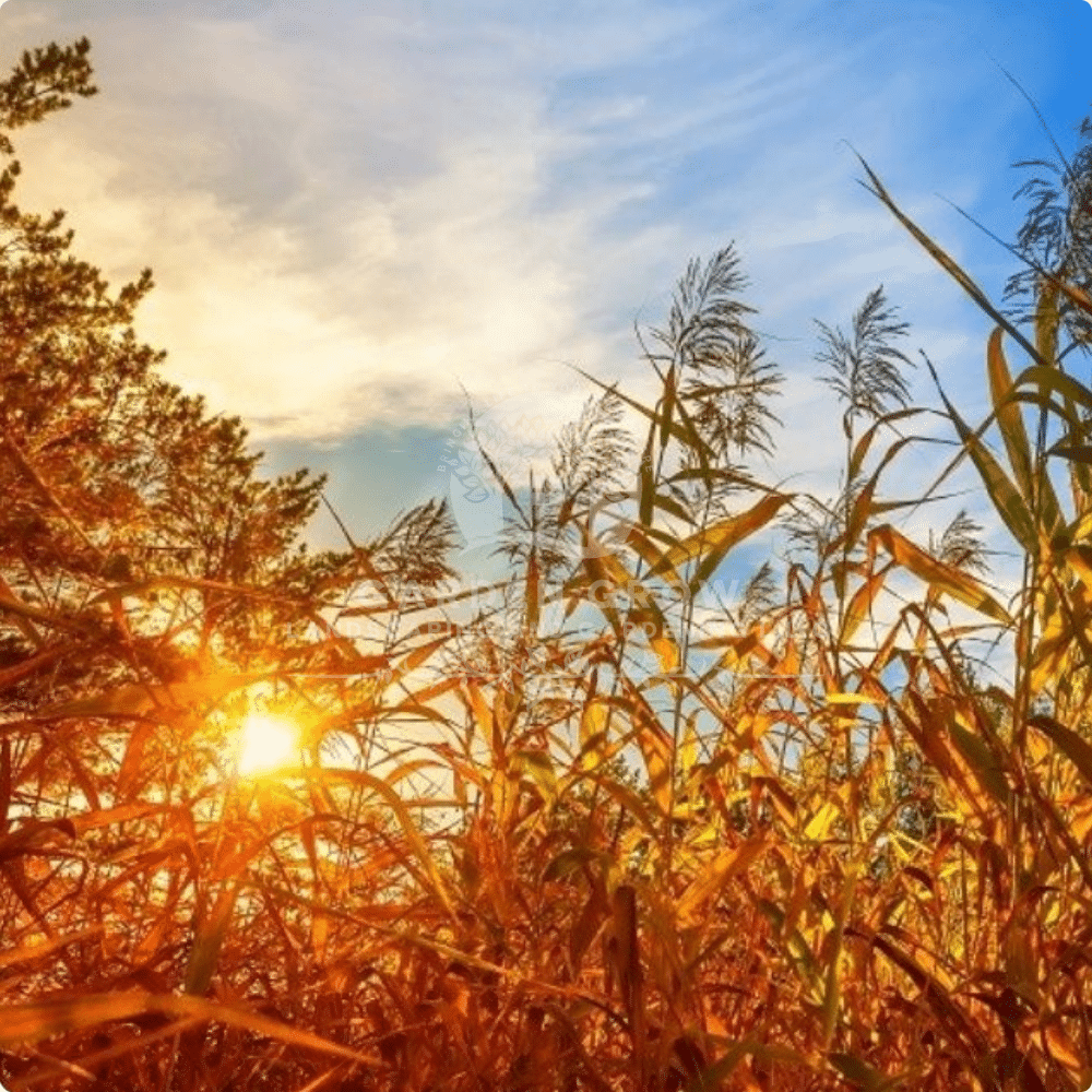 Phragmites Australis