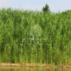 Phragmites Australis