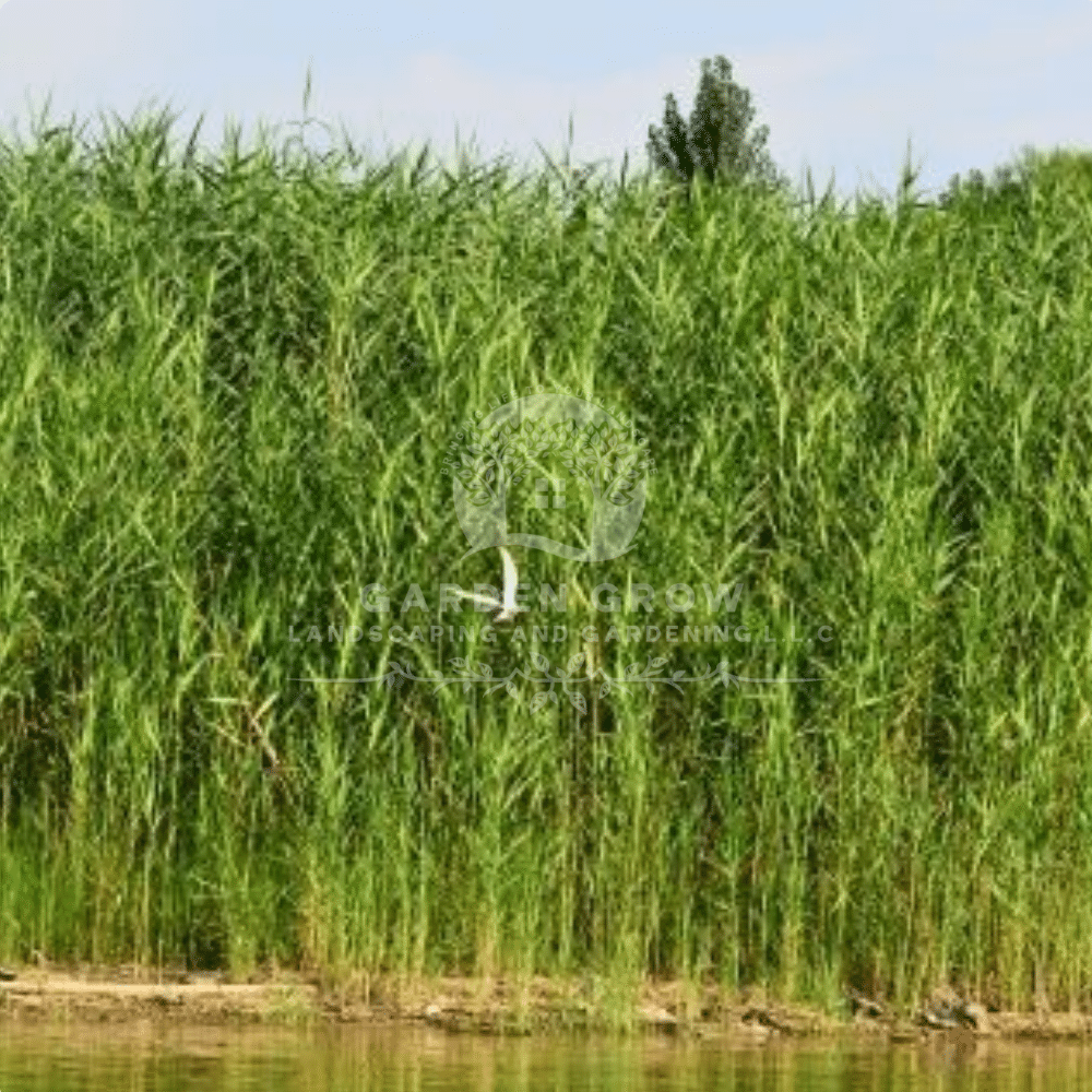 Phragmites Australis