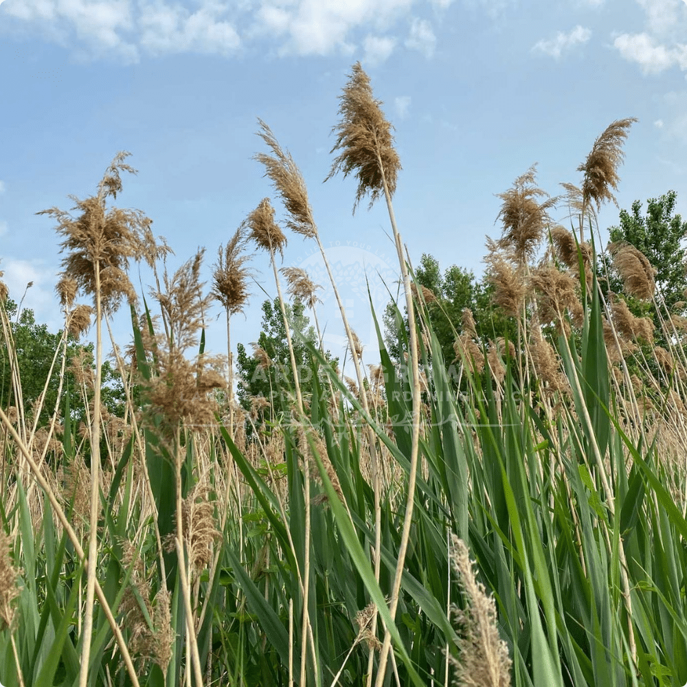 Phragmites Australis