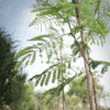 Pithecellobium dulce (Madras Thorn Tree)