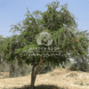 Pithecellobium dulce (Madras Thorn Tree)