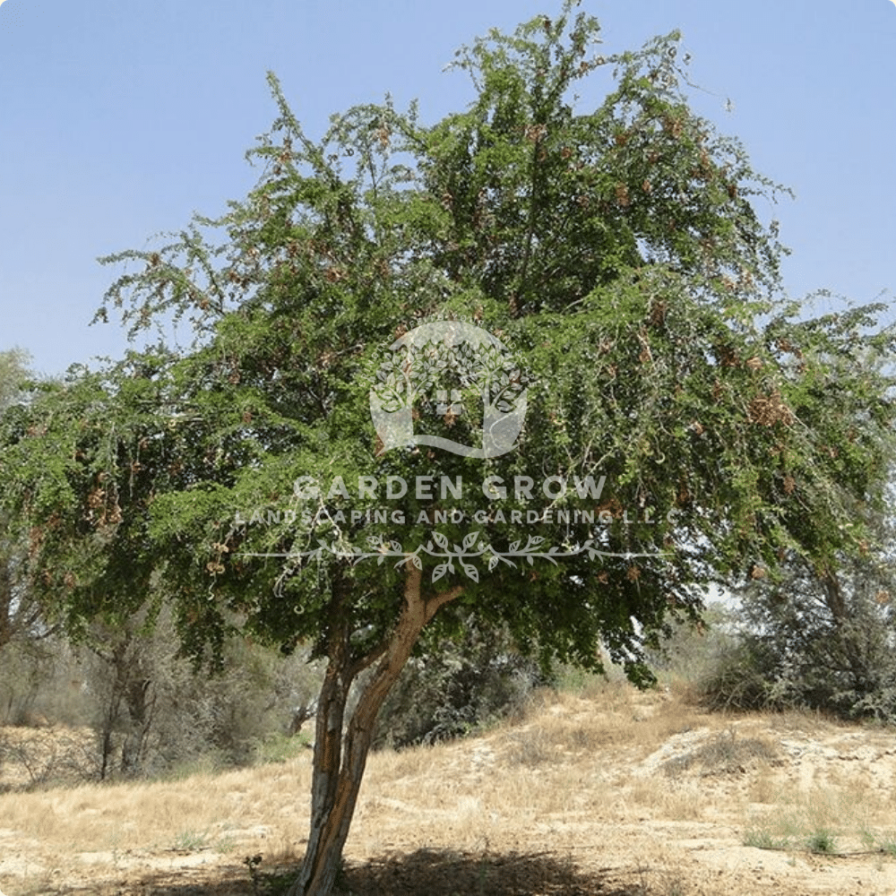 Pithecellobium dulce (Madras Thorn Tree)
