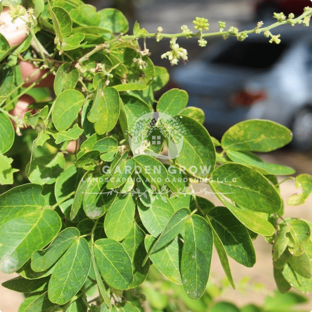 Pithecellobium dulce (Madras Thorn Tree)