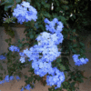 Plumbago Auriculata (Blue Jasmin)