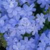 Plumbago Auriculata (Blue Jasmin)
