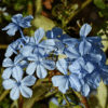 Plumbago Auriculata (Blue Jasmin)