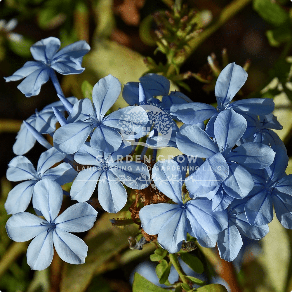 Plumbago Auriculata (Blue Jasmin)
