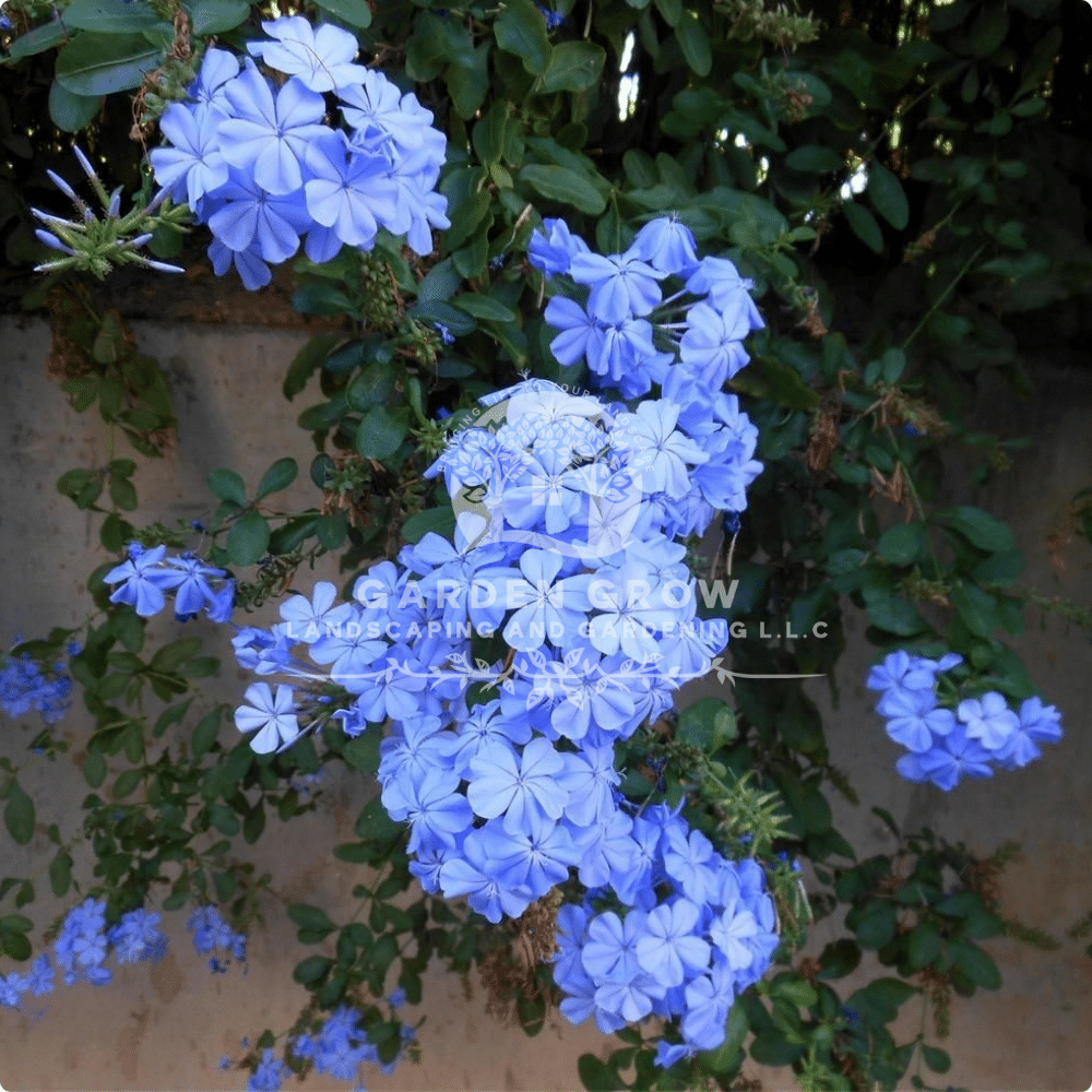 Plumbago Auriculata (Blue Jasmin)