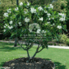 Plumeria obtusa (Frangipani Tree – White)