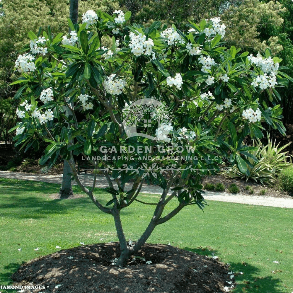 Plumeria obtusa (Frangipani Tree – White)