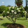 Plumeria obtusa (Frangipani Tree – White)