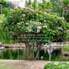 Plumeria Rubra (Red Frangipani Tree)
