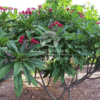 Plumeria Rubra (Red Frangipani Tree)
