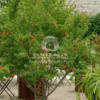 Punica granatum (Pomegranate Tree)