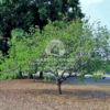 Punica granatum (Pomegranate Tree)