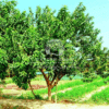 Punica granatum (Pomegranate Tree)
