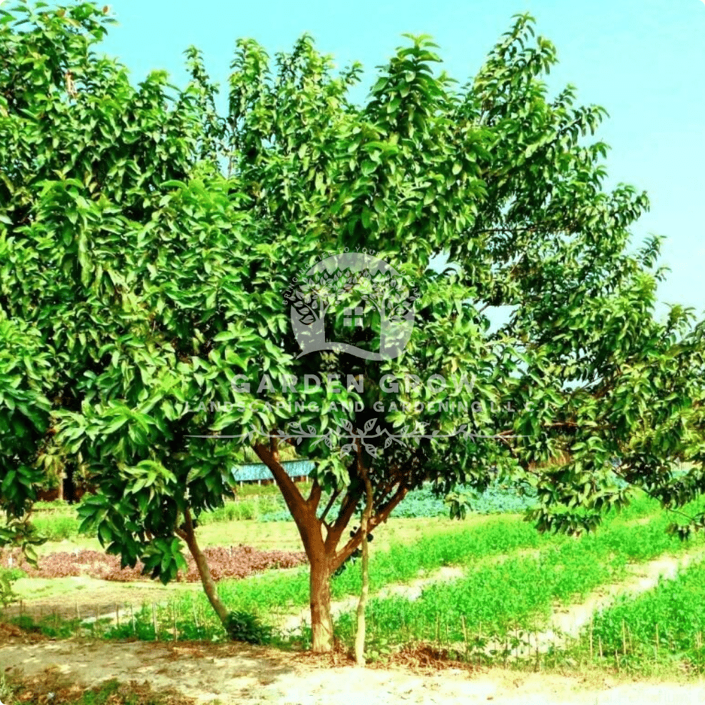 Punica granatum (Pomegranate Tree)