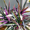 Rhoeo Discolor