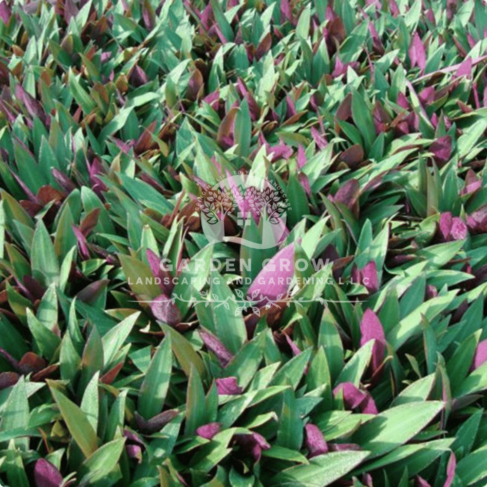 Rhoeo Discolor