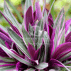 Rhoeo Discolor