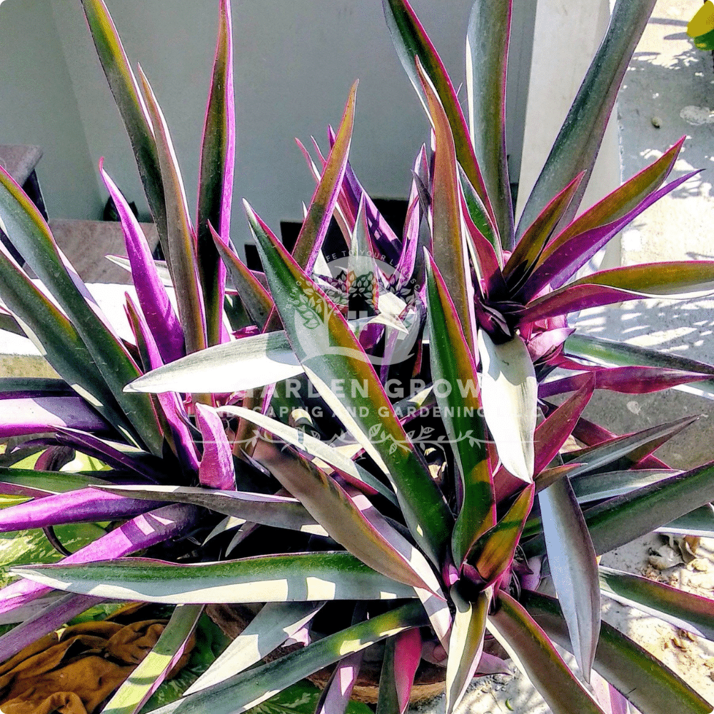 Rhoeo Discolor