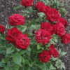 Rosa SPP