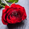 Rosa SPP