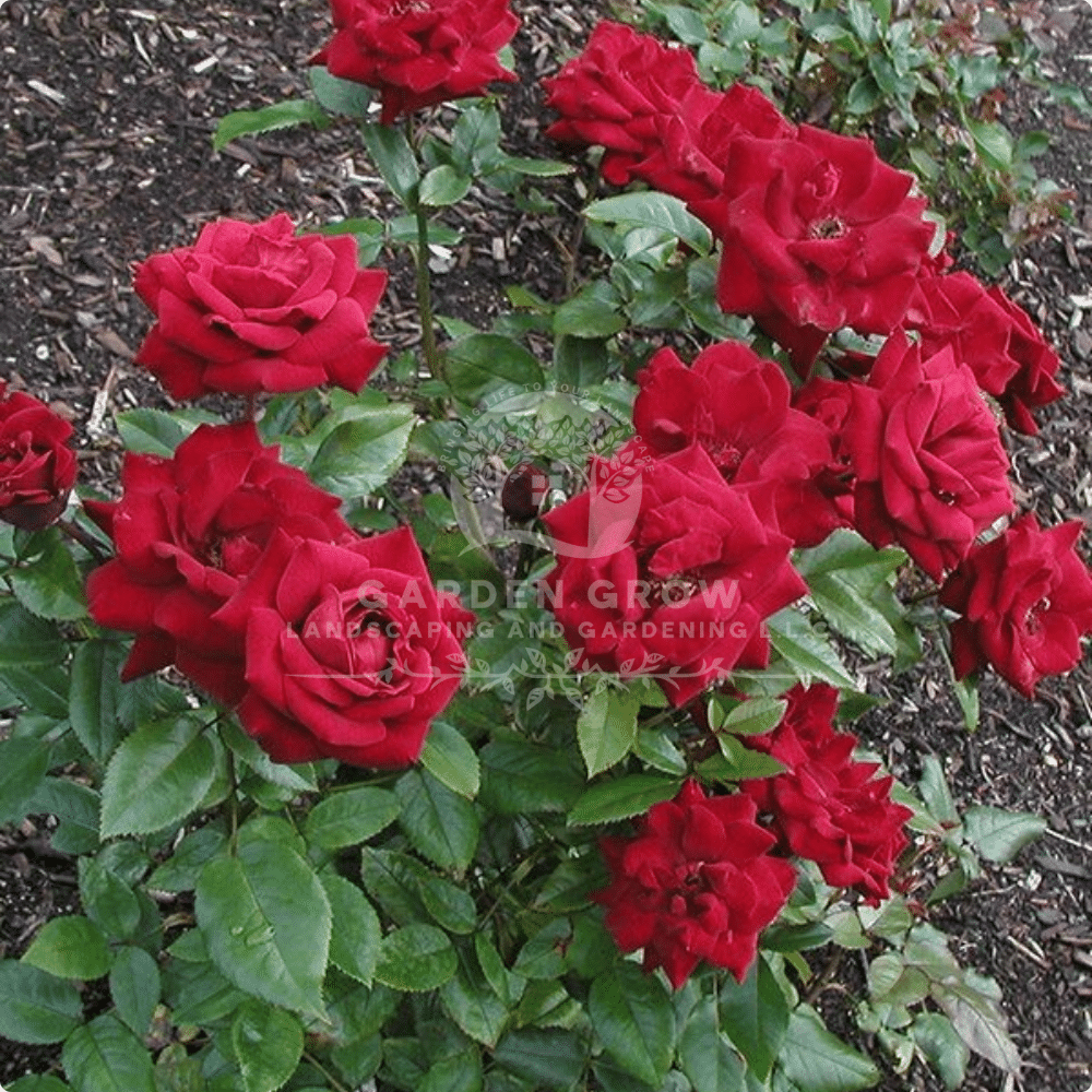 Rosa SPP
