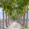 Roystonia Regia