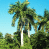 Roystonia Regia