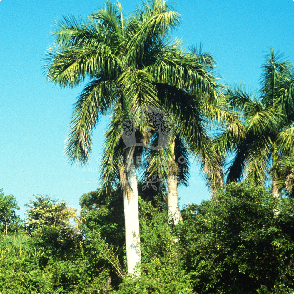 Roystonia Regia