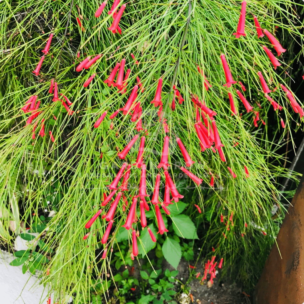 Russelia Juncea