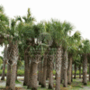 Sabal Palmetto (Cabbage Palm)