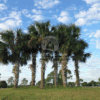 Sabal Palmetto (Cabbage Palm)