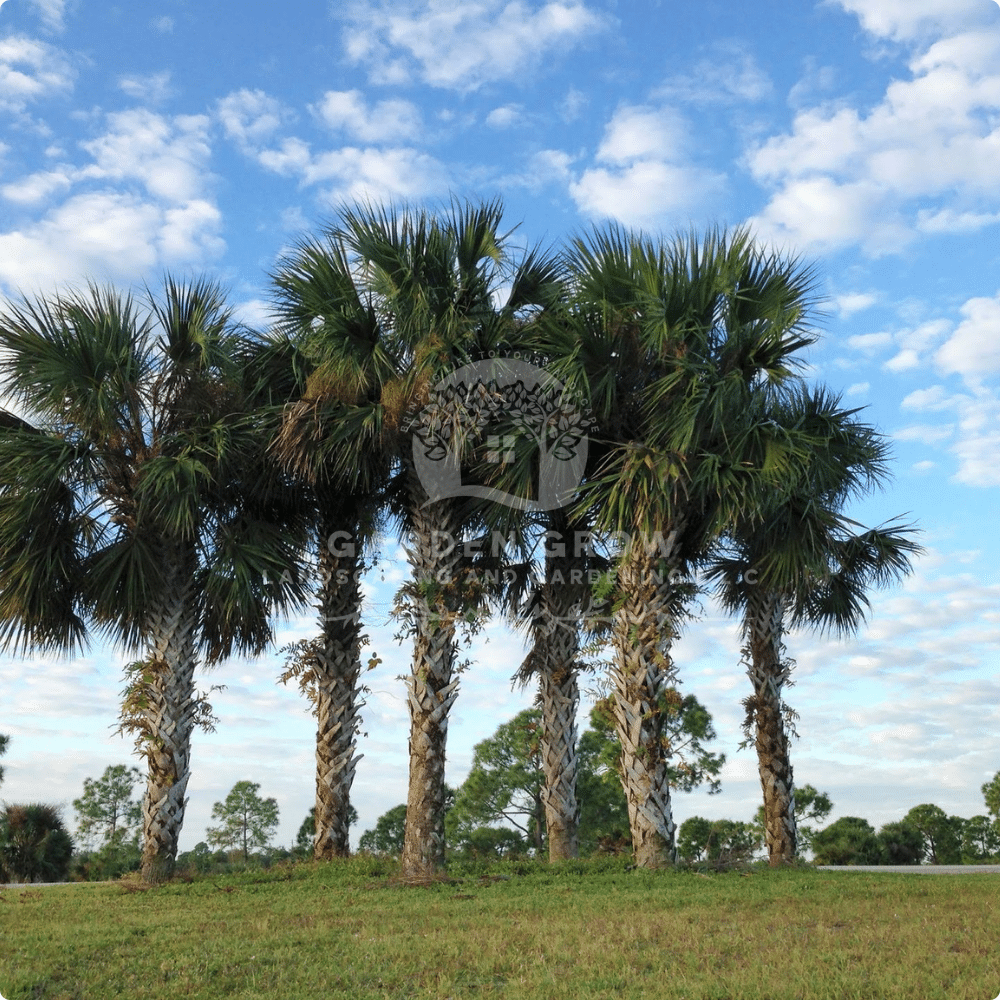 Sabal Palmetto (Cabbage Palm)