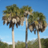 Sabal Palmetto (Cabbage Palm)