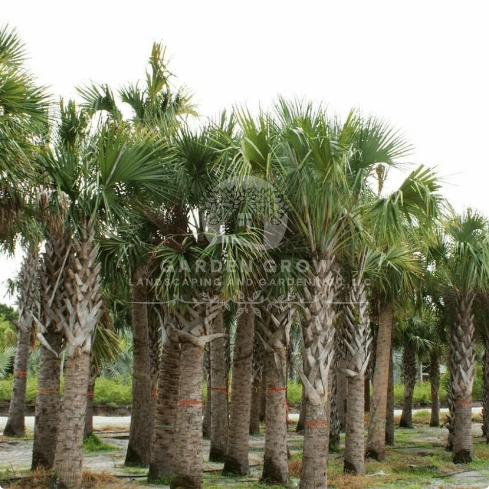 Sabal Palmetto (Cabbage Palm)