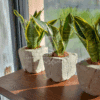 Sansevieria Trifasciata (Snake Plant / Mother-in-law’s Tongue)