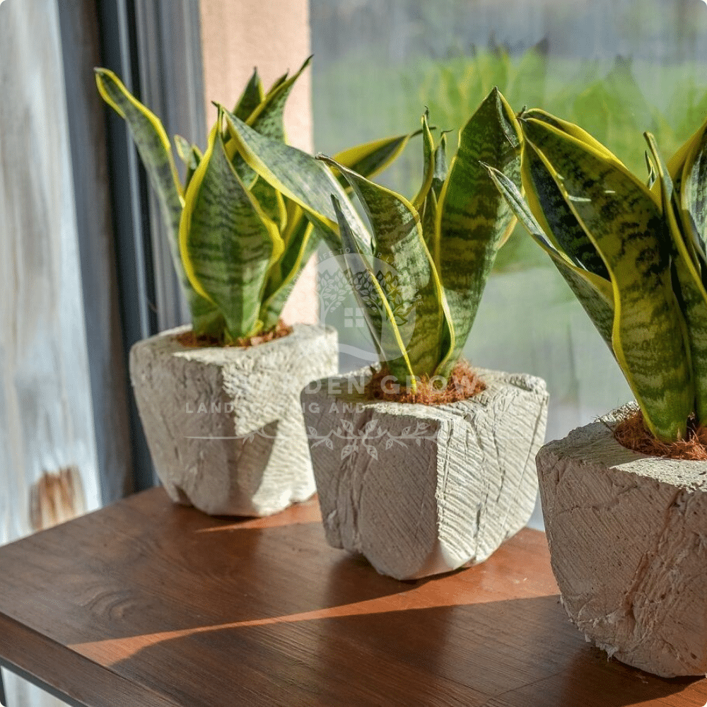 Sansevieria Trifasciata (Snake Plant / Mother-in-law’s Tongue)