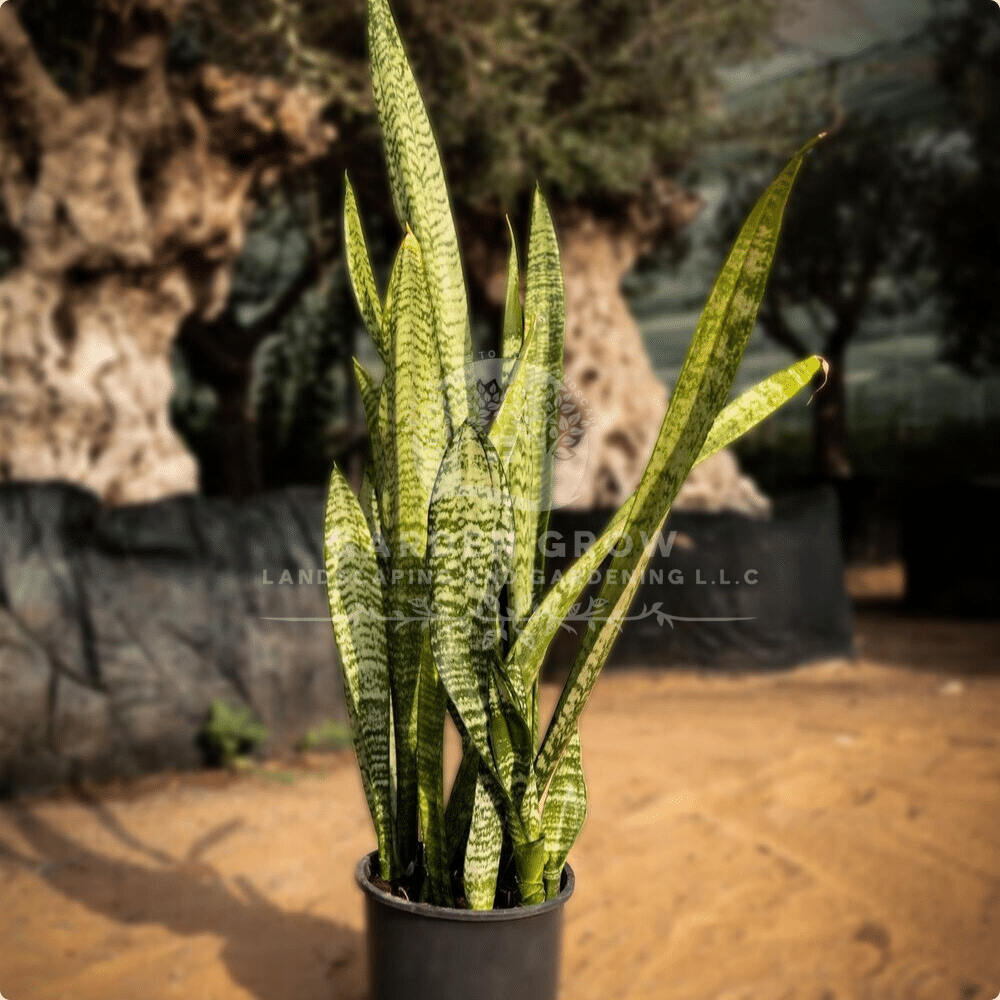 Sansevieria Trifasciata (Snake Plant / Mother-in-law’s Tongue)