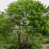 Schinus terebinthifolius (Brazilian Pepper Tree)