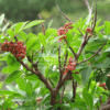 Schinus terebinthifolius (Brazilian Pepper Tree)