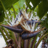 Strelitzia Nicolai