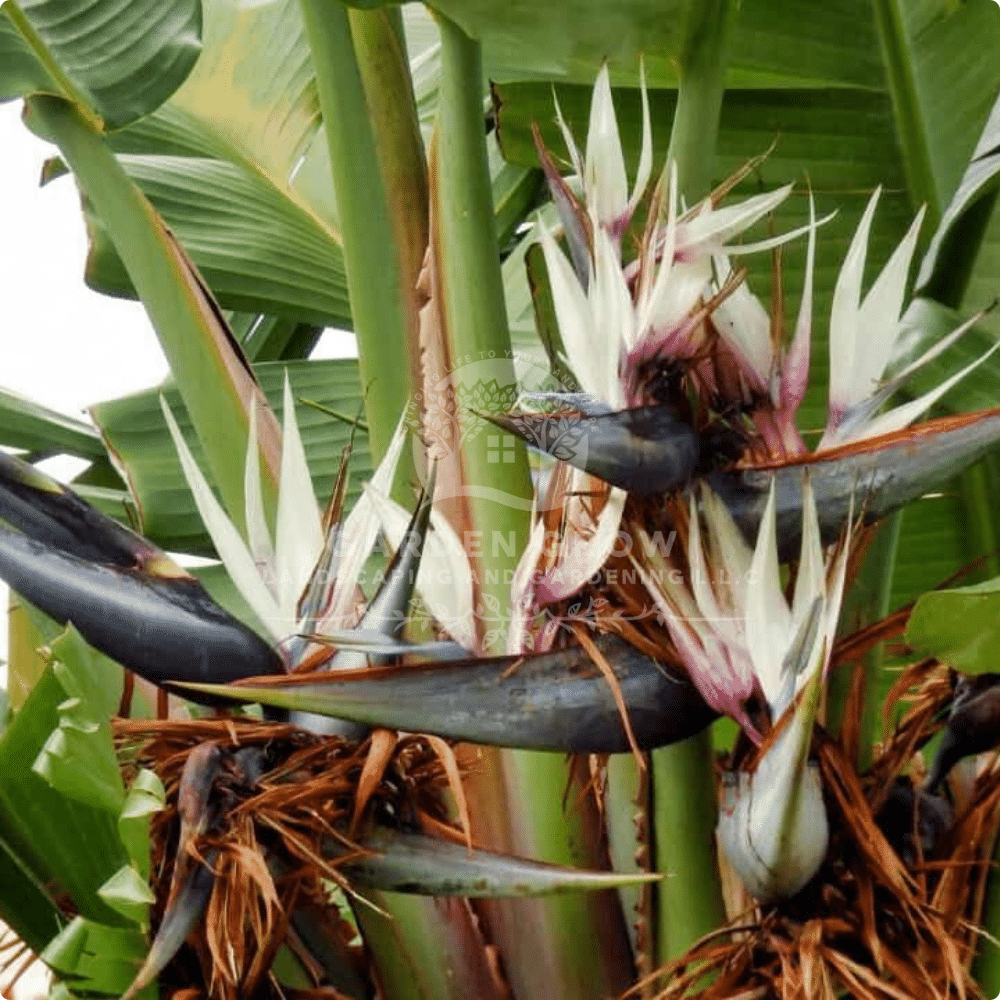 Strelitzia Nicolai