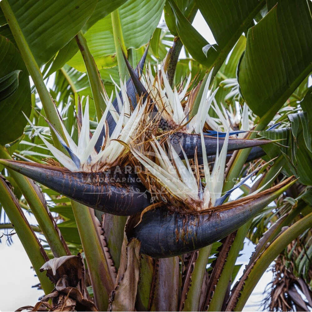 Strelitzia Nicolai