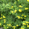 Tecoma Smithii