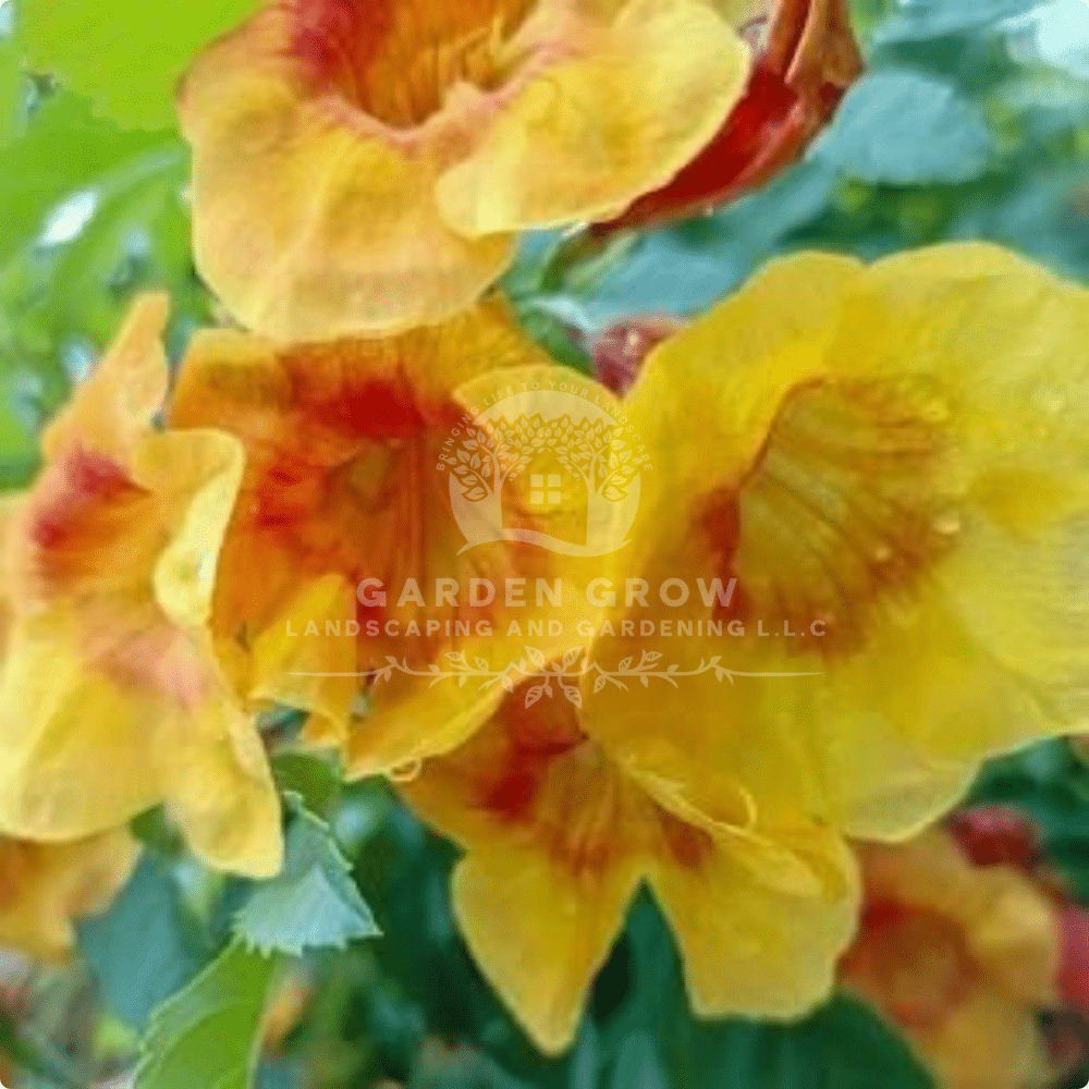 Tecoma Smithii